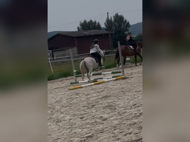 Welsh-A Wallach 4 Jahre 115 cm Schimmel in Meinhard