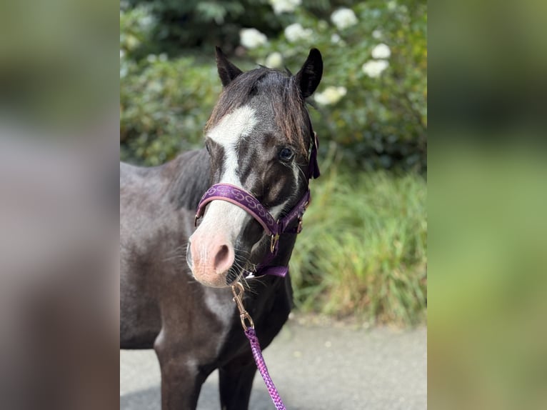 Welsh-A Wallach 4 Jahre 116 cm Rappe in Wildeshausen