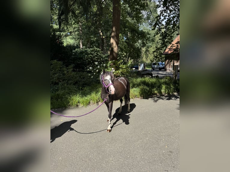 Welsh-A Wallach 4 Jahre 116 cm Rappe in Wildeshausen