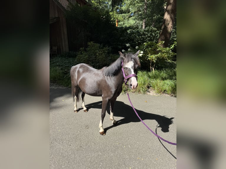 Welsh-A Wallach 4 Jahre 116 cm Rappe in Wildeshausen