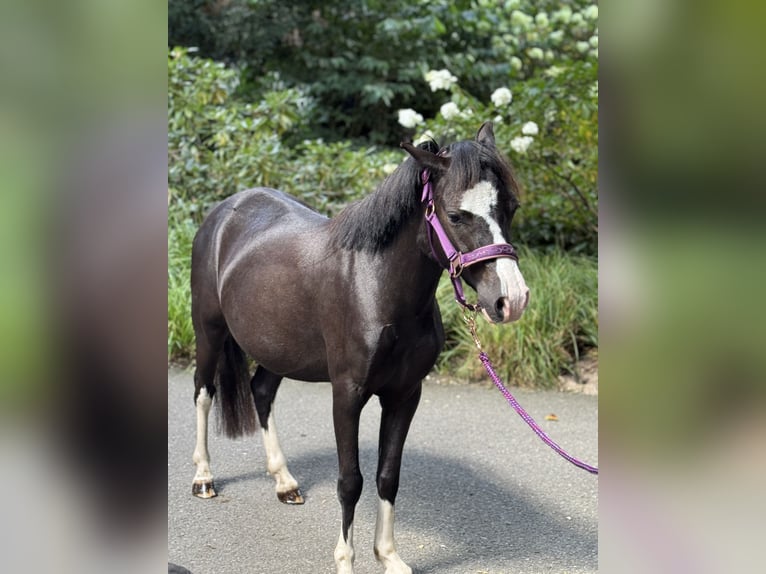 Welsh-A Wallach 4 Jahre 116 cm Rappe in Wildeshausen