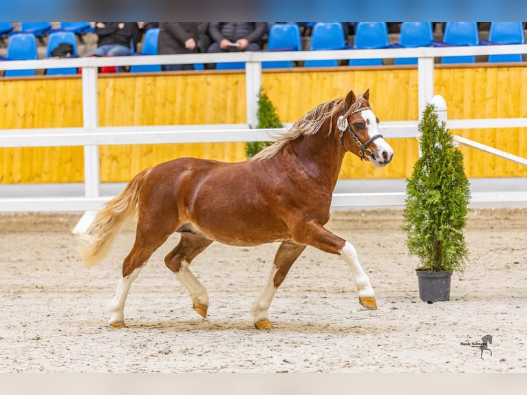 Welsh-A Wallach 4 Jahre 117 cm Fuchs in Hengelo (Gld)