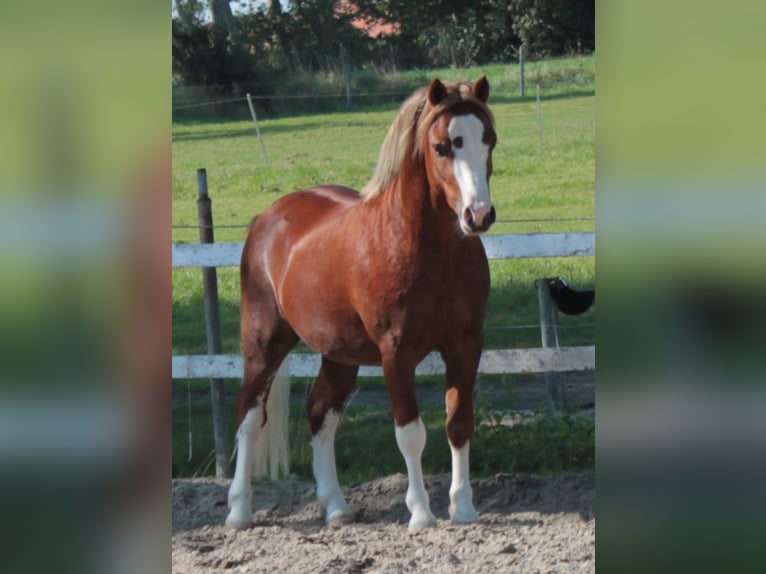 Welsh-A Wallach 4 Jahre 117 cm Fuchs in Hengelo (Gld)