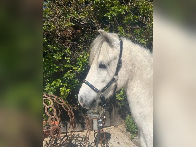 Welsh-A Wallach 4 Jahre 117 cm Schimmel in Loiching