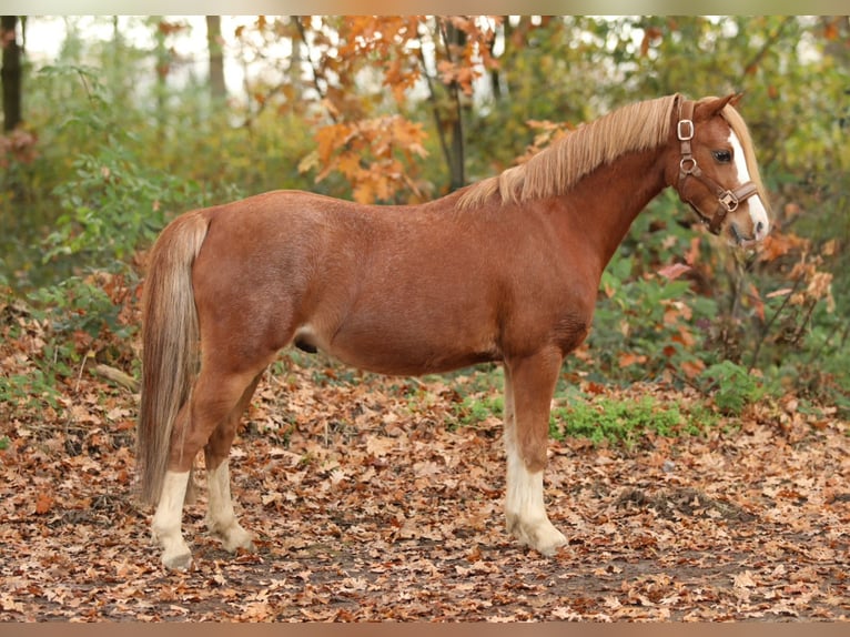 Welsh-A Wallach 4 Jahre 118 cm Fuchs in Aalten