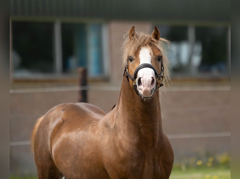 Welsh-A Wallach 4 Jahre 118 cm Fuchs in Hollandscheveld