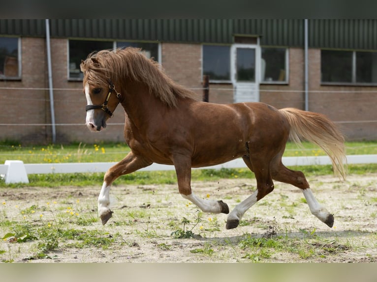 Welsh-A Wallach 4 Jahre 118 cm Fuchs in Hollandscheveld