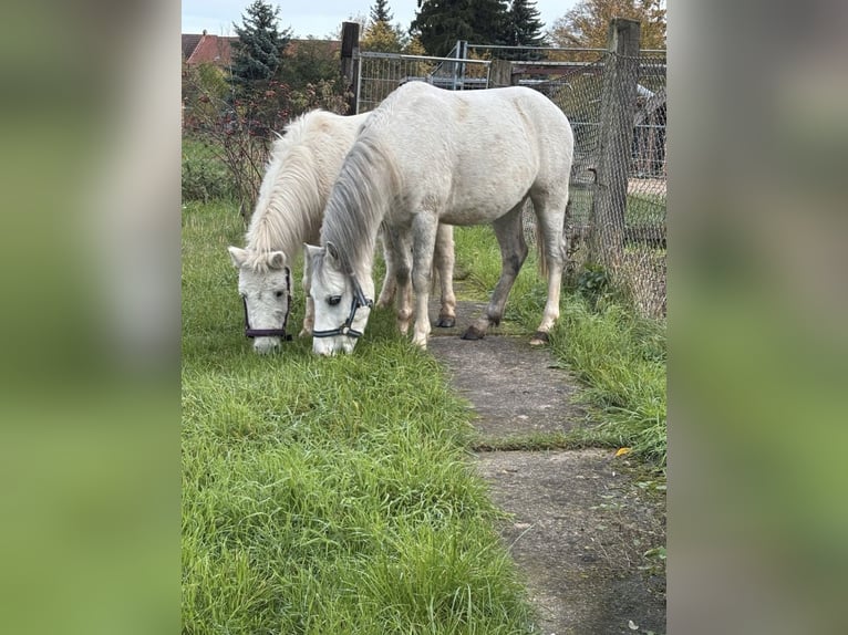 Welsh-A Wallach 4 Jahre 118 cm Schimmel in Kindelbrück
