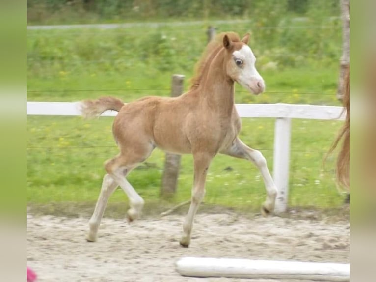 Welsh-A Wallach 4 Jahre 119 cm Fuchs in Aalten