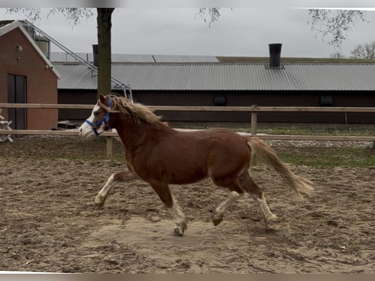 Welsh-A Wallach 4 Jahre 119 cm Fuchs in Aalten