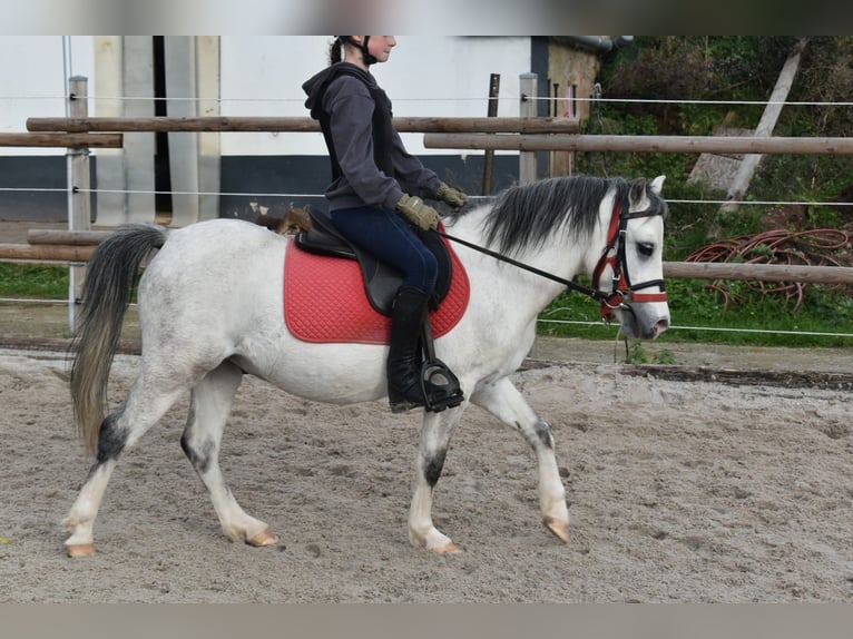 Welsh-A Wallach 4 Jahre 119 cm Rappschimmel in Steinborn