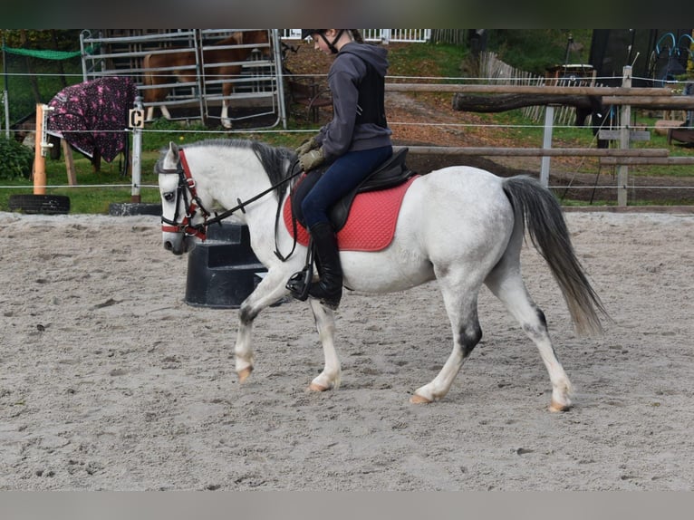 Welsh-A Wallach 4 Jahre 119 cm Rappschimmel in Steinborn