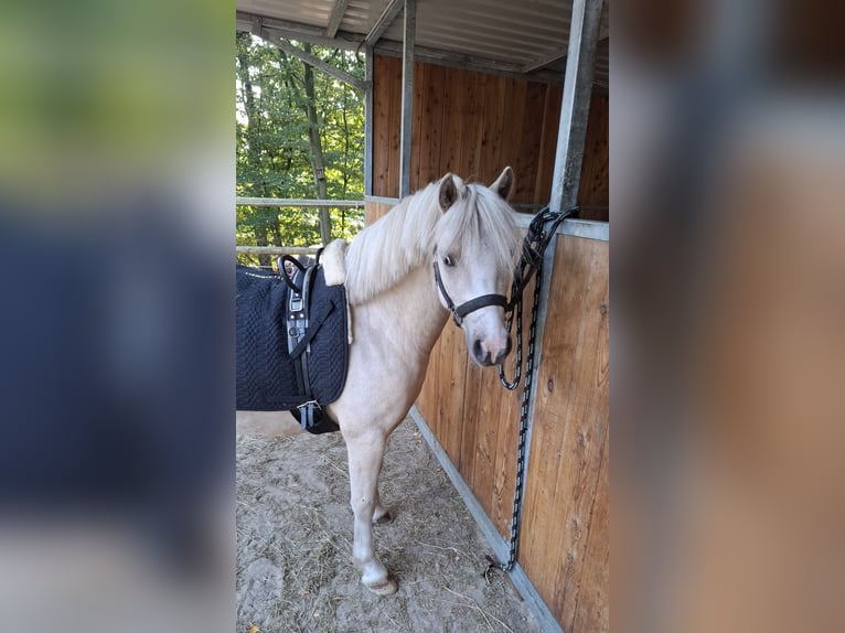 Welsh-A Wallach 4 Jahre 120 cm Palomino in Großenkneten