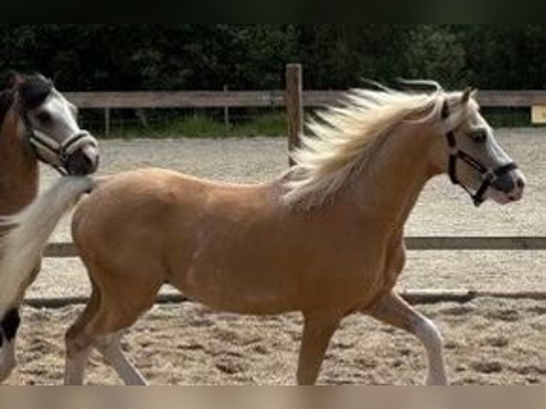 Welsh-A Wallach 4 Jahre 120 cm Palomino in Hohenthann