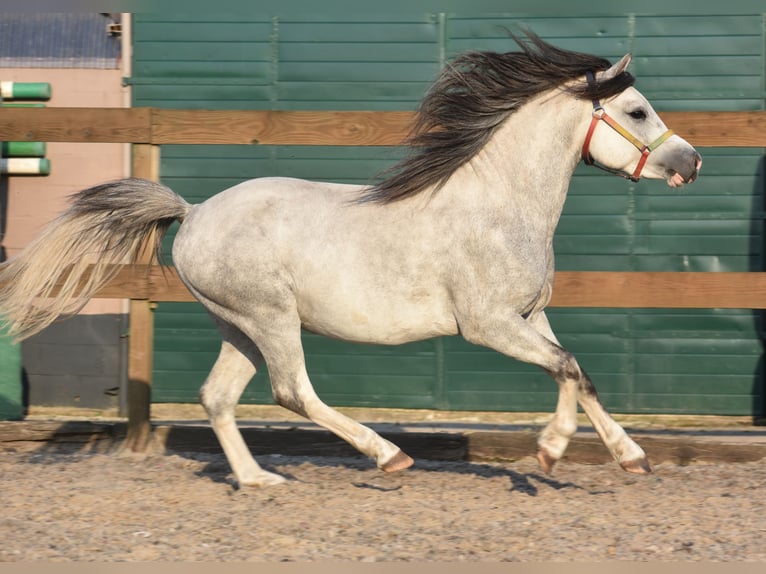 Welsh-A Wallach 4 Jahre 120 cm Schimmel in Achtmaal Welsh-A Wallach 4 Jahre 120 cm Schimmel in Achtmaal