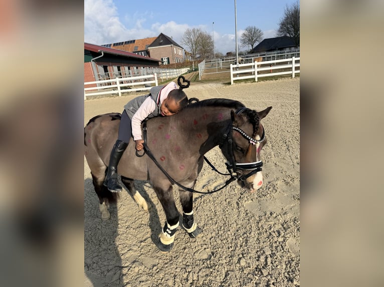 Welsh-A Wallach 4 Jahre 121 cm Falbe in Uedem