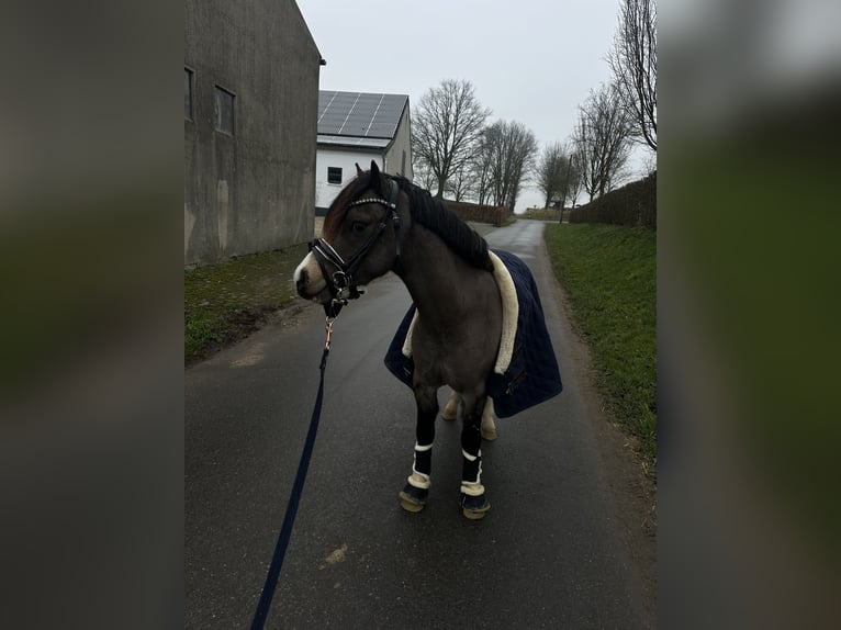 Welsh-A Wallach 4 Jahre 121 cm Falbe in Uedem