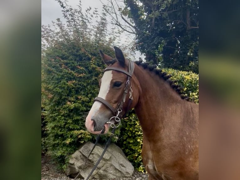 Welsh-A Wallach 4 Jahre 121 cm Rotbrauner in Down