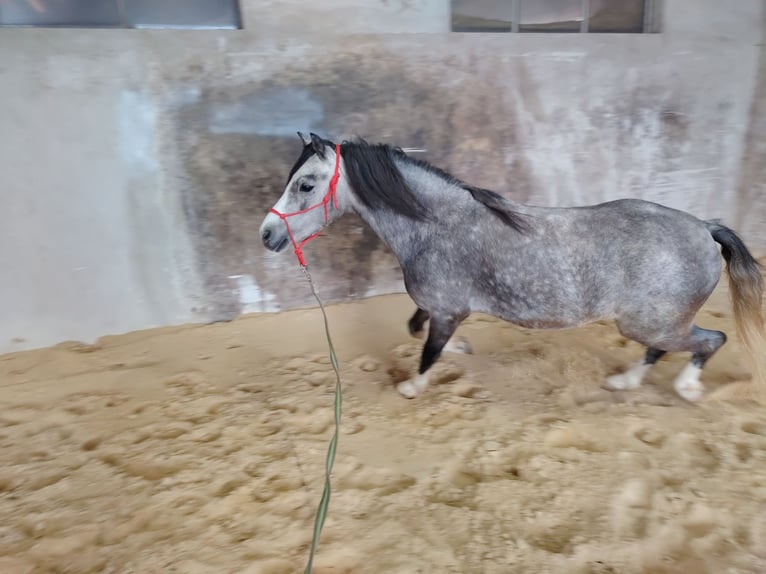 Welsh-A Wallach 4 Jahre 122 cm Apfelschimmel in Lichtenegg