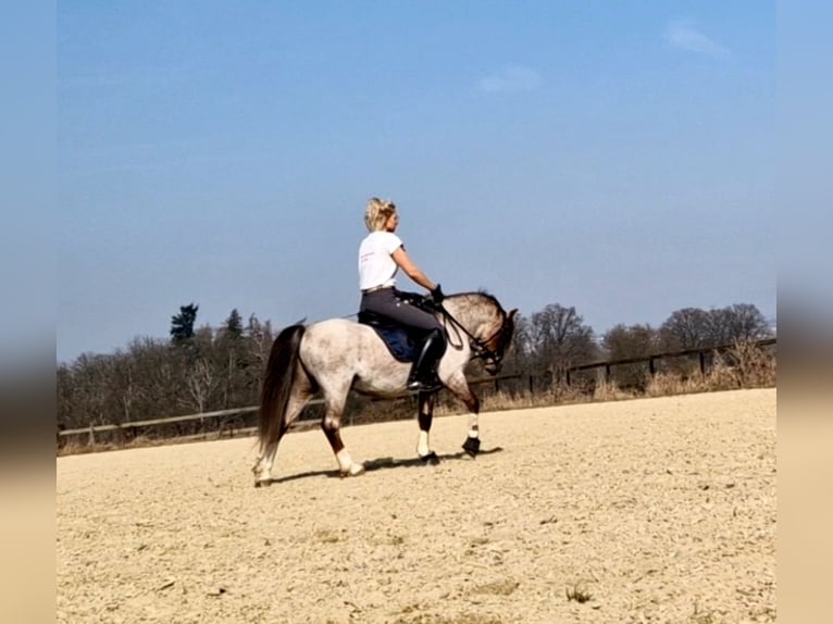 Welsh-A Wallach 4 Jahre 122 cm Rotschimmel in Schwalmstadt