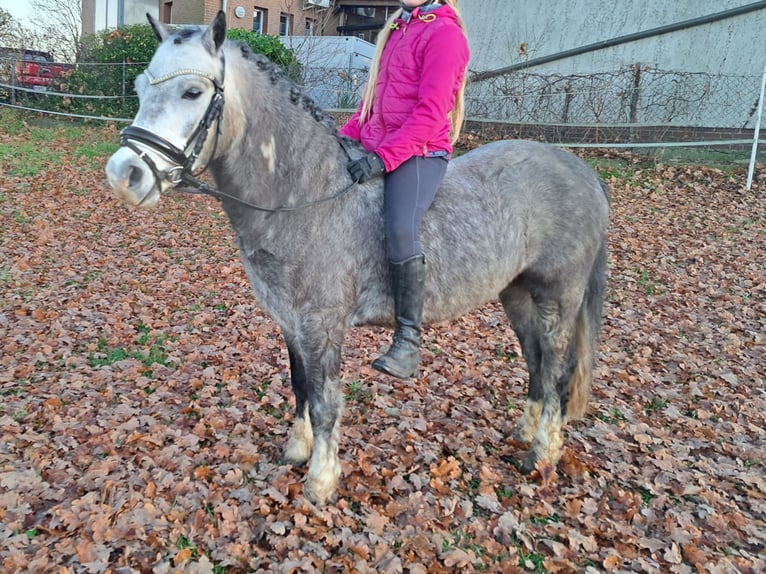 Welsh-A Wallach 4 Jahre 123 cm Apfelschimmel in Burgdorf