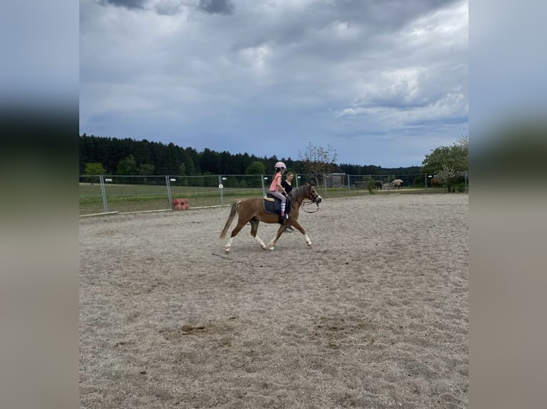 Welsh-A Wallach 4 Jahre 123 cm Hellbrauner in Deuerling