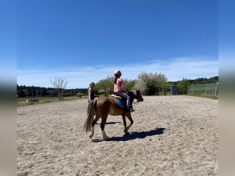 Welsh-A Wallach 4 Jahre 123 cm Hellbrauner in Deuerling
