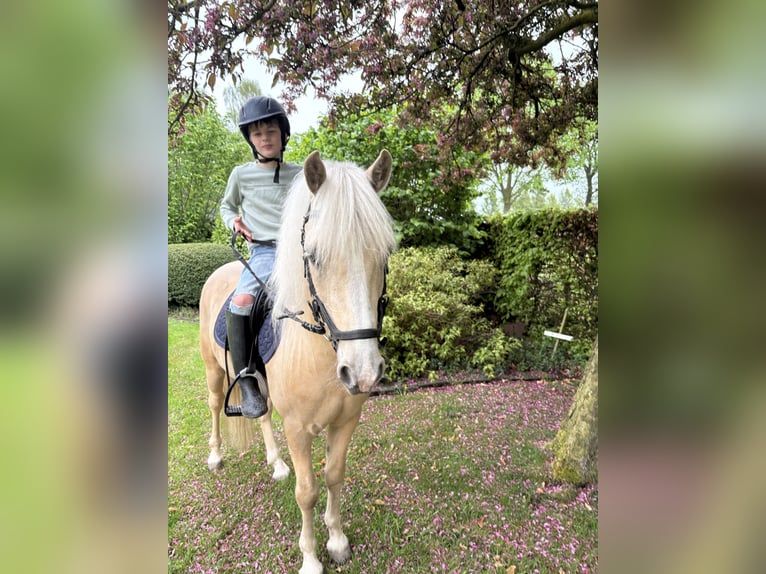 Welsh-A Mix Wallach 4 Jahre 125 cm Palomino in Fluitenberg