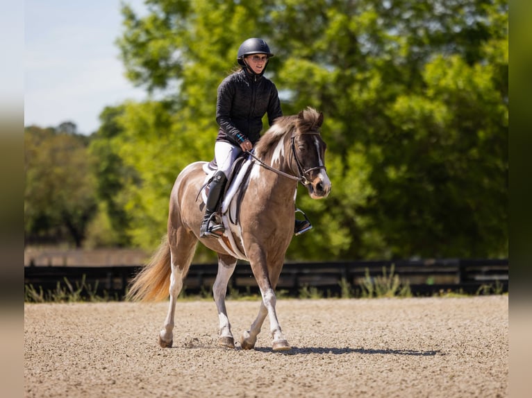 Welsh-A Mix Wallach 4 Jahre 132 cm Schecke in Ocala