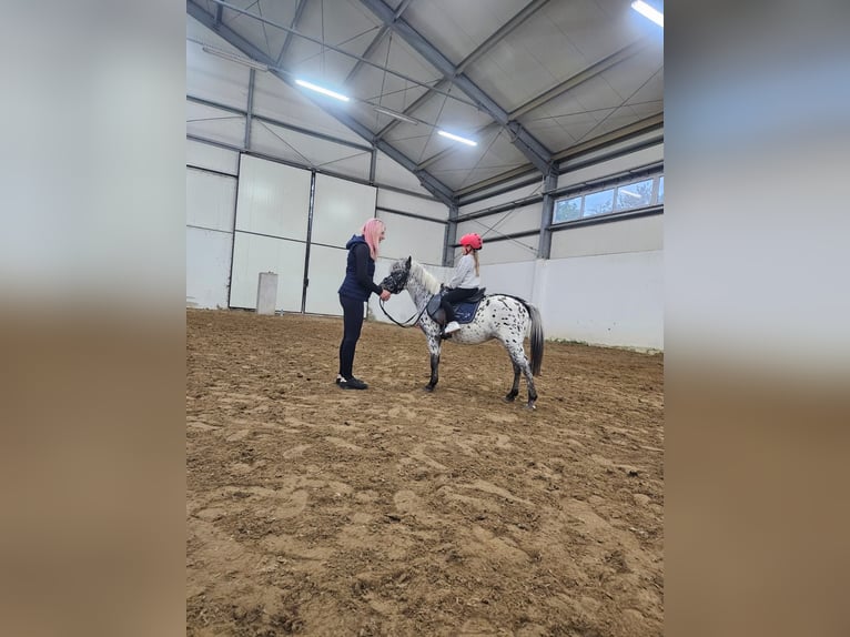Welsh-A Wallach 5 Jahre 114 cm Tigerschecke in Poznań