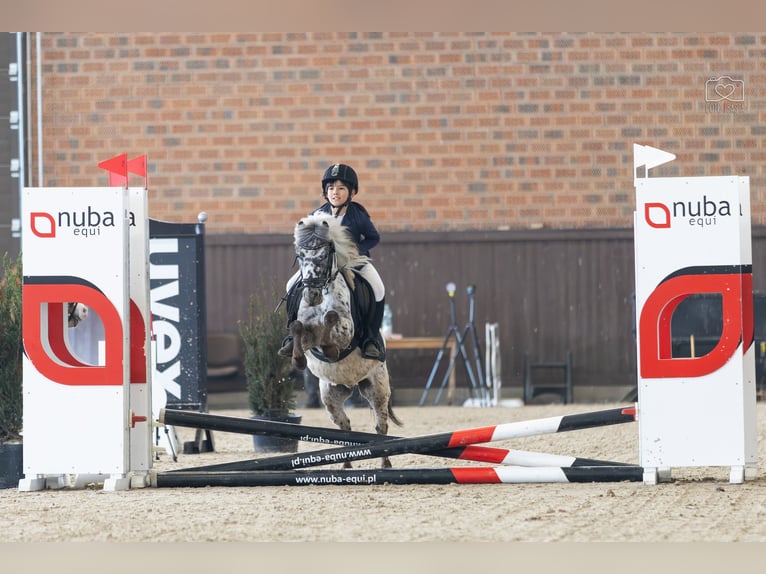 Welsh-A Wallach 5 Jahre 114 cm Tigerschecke in Poznań
