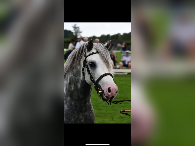 Welsh-A Wallach 5 Jahre 115 cm Apfelschimmel in Stadskanaal