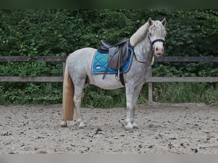 Welsh-A Wallach 5 Jahre 115 cm Apfelschimmel in Stadskanaal