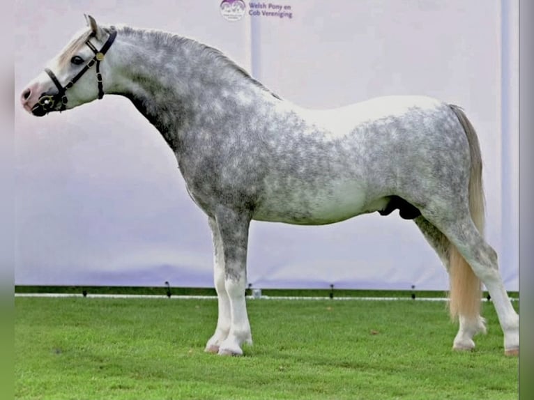 Welsh-A Wallach 5 Jahre 115 cm Apfelschimmel in Stadskanaal