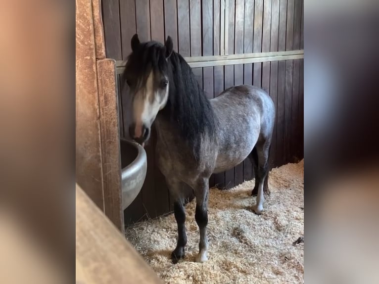 Welsh-A Wallach 5 Jahre 115 cm Kann Schimmel werden in Staufenberg