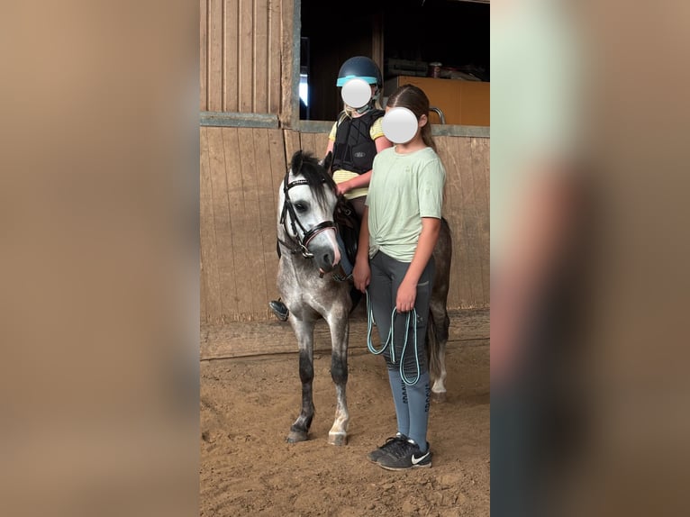 Welsh-A Wallach 5 Jahre 115 cm Kann Schimmel werden in Staufenberg