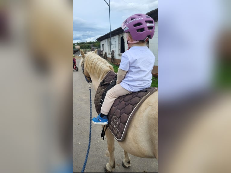 Welsh-A Wallach 5 Jahre 115 cm Palomino in Hammersbach