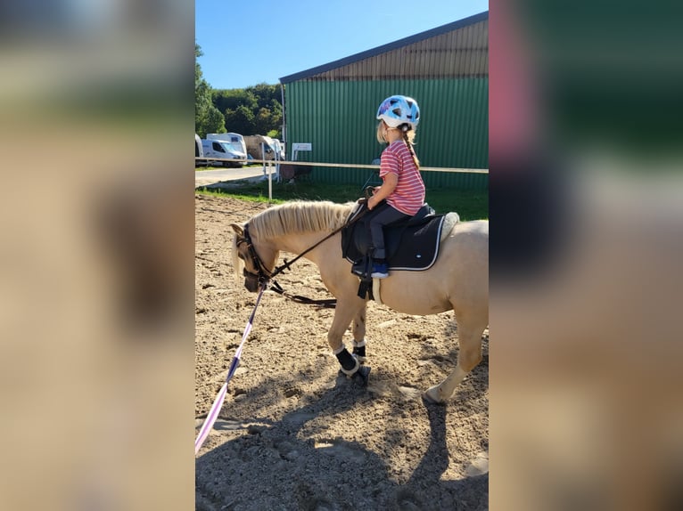 Welsh-A Wallach 5 Jahre 115 cm Palomino in Hammersbach