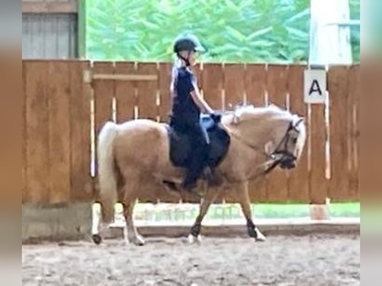 Welsh-A Wallach 5 Jahre 115 cm Palomino in D&#xF6;tlingen