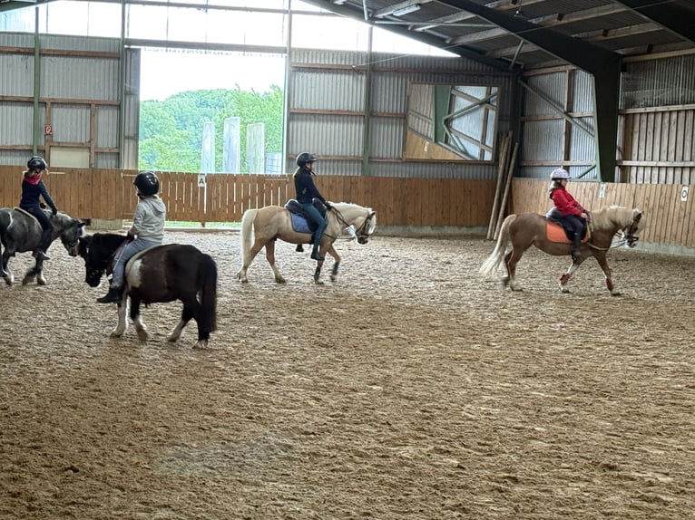 Welsh-A Wallach 5 Jahre 115 cm Palomino in D&#xF6;tlingen