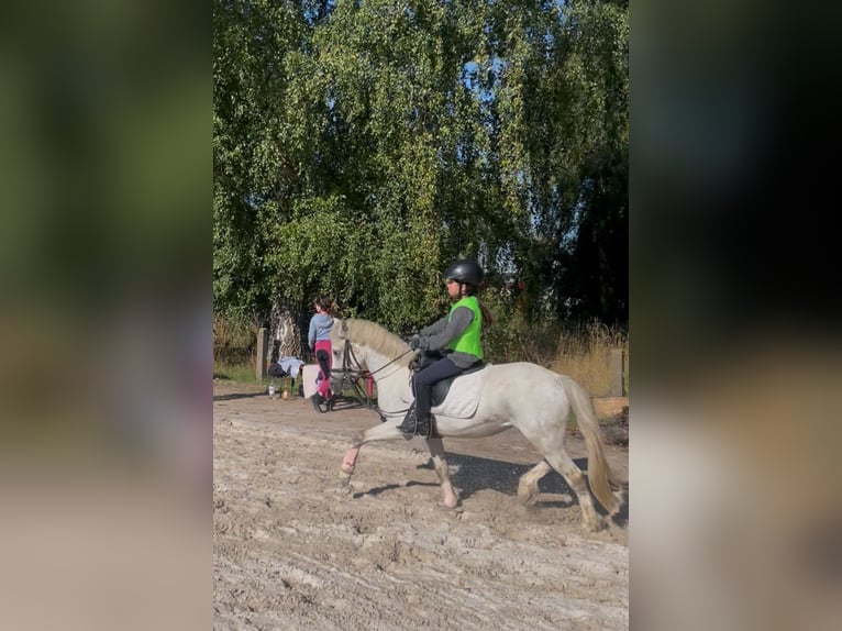 Welsh-A Wallach 5 Jahre 115 cm Schimmel in Meinhard