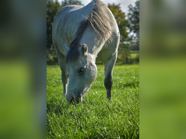 Welsh-A Mix Wallach 5 Jahre 115 cm Schimmel in L&#xFC;chow (Wendland)