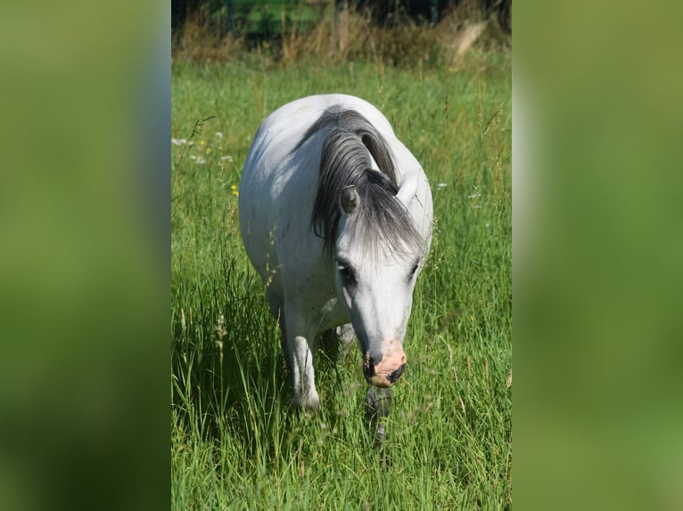 Welsh-A Mix Wallach 5 Jahre 115 cm Schimmel in L&#xFC;chow (Wendland)