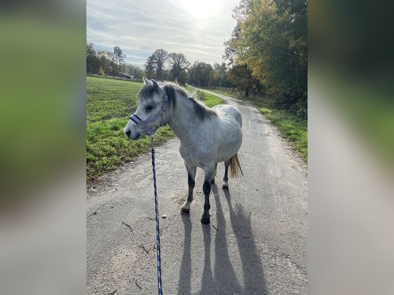 Welsh-A Mix Wallach 5 Jahre 115 cm Schimmel in L&#xFC;chow (Wendland)