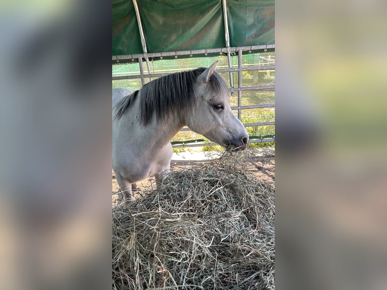 Welsh-A Mix Wallach 5 Jahre 115 cm Schimmel in L&#xFC;chow (Wendland)