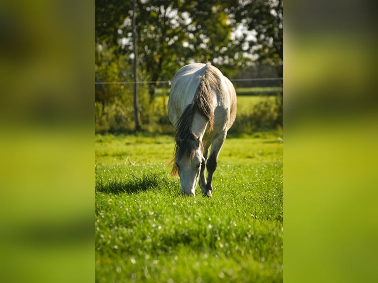 Welsh-A Mix Wallach 5 Jahre 115 cm Schimmel in L&#xFC;chow (Wendland)