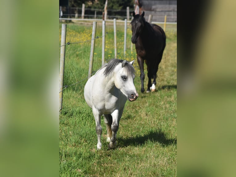 Welsh-A Mix Wallach 5 Jahre 115 cm Schimmel in L&#xFC;chow (Wendland)