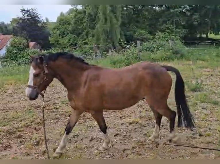 Welsh-A Wallach 5 Jahre 117 cm Brauner in Bruchhausen-Vilsen