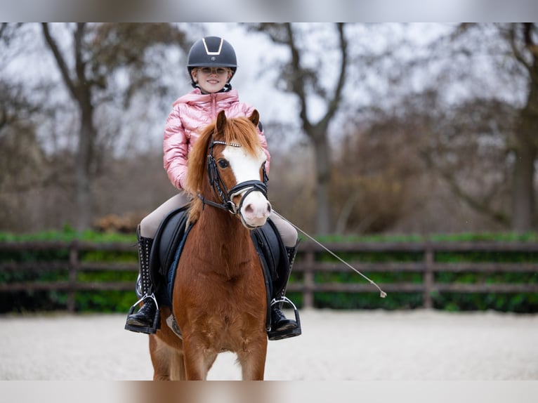 Welsh-A Wallach 5 Jahre 118 cm Rotfuchs in Groningen