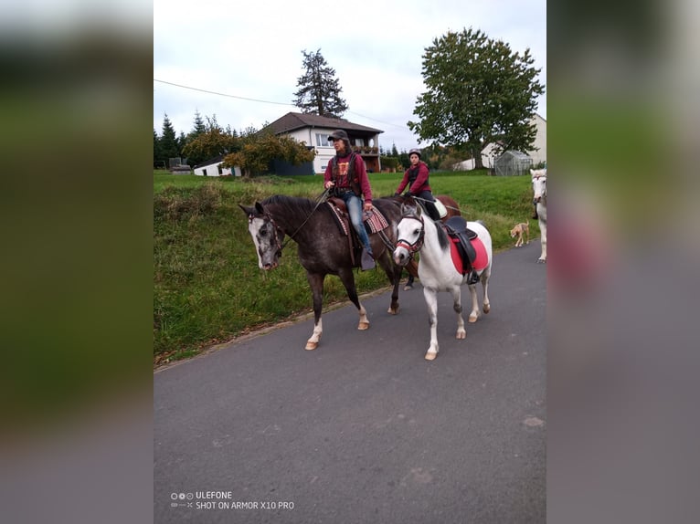 Welsh-A Wallach 5 Jahre 119 cm Rappschimmel in Steinborn